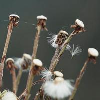 Romantic dandelion flower seed in spring season