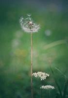 Romantic dandelion flower seed in spring season photo