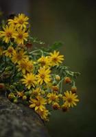 Romantic yellow flowers in the nature in springtime photo