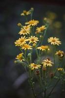 Romantic yellow flowers in the nature in springtime photo