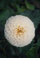 flor blanca romantica en primavera foto