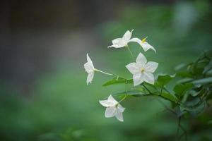 flor blanca romantica en primavera foto