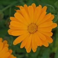 beautiful orange flower in the garden in spring season photo