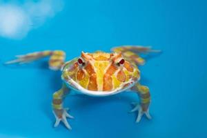 Closeup argentine horned frog with blur background photo