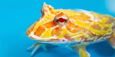 Closeup argentine horned frog with blur background photo