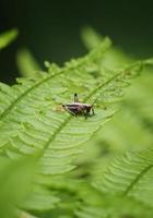 Green fern leaves in springtime photo