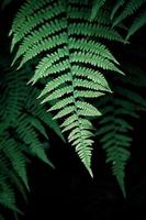 Green fern leaves in springtime photo