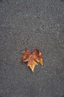 Dry leaf on the ground in autumn season photo