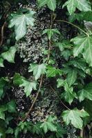 hojas de plantas verdes en la naturaleza en primavera foto