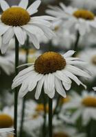 flor de margarita blanca romántica en el jardín en primavera foto