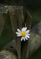 Romantic white daisy flower in the garden in spring season photo