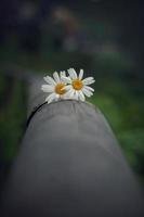 flor de margarita blanca romántica en el jardín en primavera foto