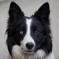 Black and white dog portrait photo