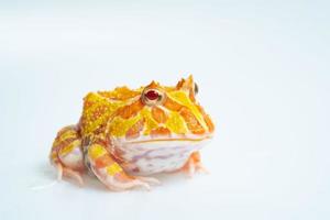 Closeup Argentine Horned Frog on white background photo