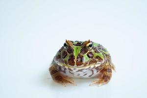 Closeup Argentine Horned Frog on white background photo