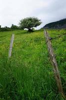 Trees in the mountain photo