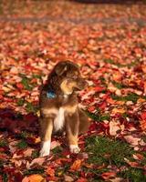 Portrait of a brown Australian shepherd dog in a park with lots of dry leaves on the ground photo