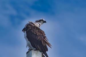 El águila pescadora Pandion cristatus urangan pier foto