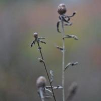 plantas de flores secas en la naturaleza en la temporada de otoño foto