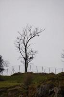 Trees in the mountain photo