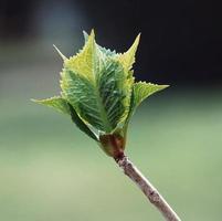 Green plant leaves in spring season green background photo