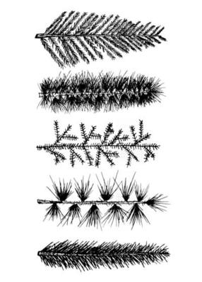 Set 5 hand drawn fir branch pine isolated
