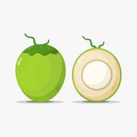 Green coconut fruit illustration vector