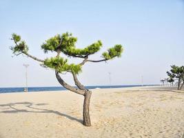 Pine tree on the beach of Yangyang city, South Korea photo