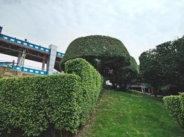 Beautiful green garden in Shenzhen city, China photo