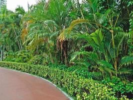 Beautiful palm trees in Shenzhen city, China photo