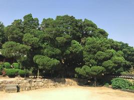 el gran árbol hermoso en kora del sur foto