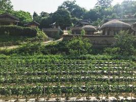 Growing green pepper in the garden near the old asian houses in the traditional village, and green peper, South Korea photo