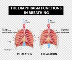 diagrama que muestra las funciones del diafragma en la respiración vector