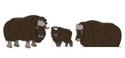 Set of three vector outline cartoon isolated hand drawn Muskoxes. Illustration on white background, Side view of a doodle Muskox or Ovibos moschatus family standing and lying on the ground