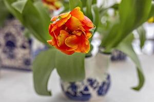 Yellow-red tulip in a vase in the garden photo