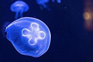 Background of beautiful blue neon jellyfish photo