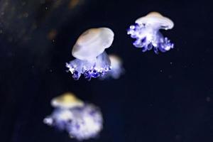 Background of beautiful blue neon jellyfish photo