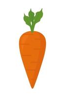 fresh carrot icon vector