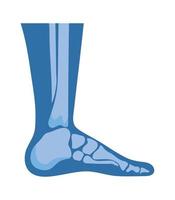 normal feet joints vector