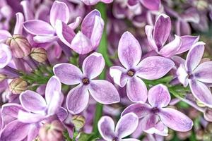 Fondo de ramas florecientes de lila púrpura.