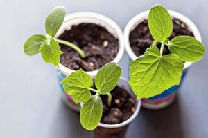 Growing young cucumber seedlings in cups photo