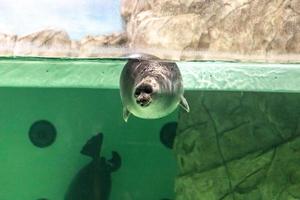 The Baikal seal swims under water