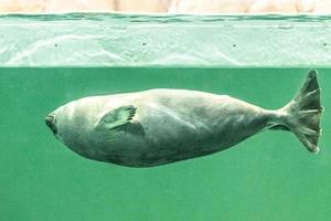 The Baikal seal swims under water photo