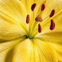 Lily flower, close-up photography. Yellow Lily flower texture with drops of water. Floral macro photography. photo