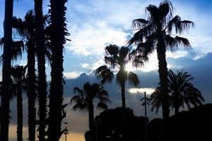 Palm trees sunset golden blue sky backlight photo