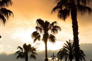 Palm trees sunset golden blue sky backlight photo