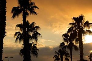 palmeras puesta de sol cielo azul dorado retroiluminación