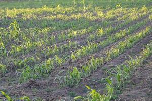 agriculture industry in Mexico during the summer season photo