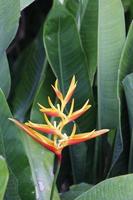 decoración para jardines tropicales con flores naturales foto