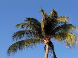 nature and vegetation of tropical climate photo